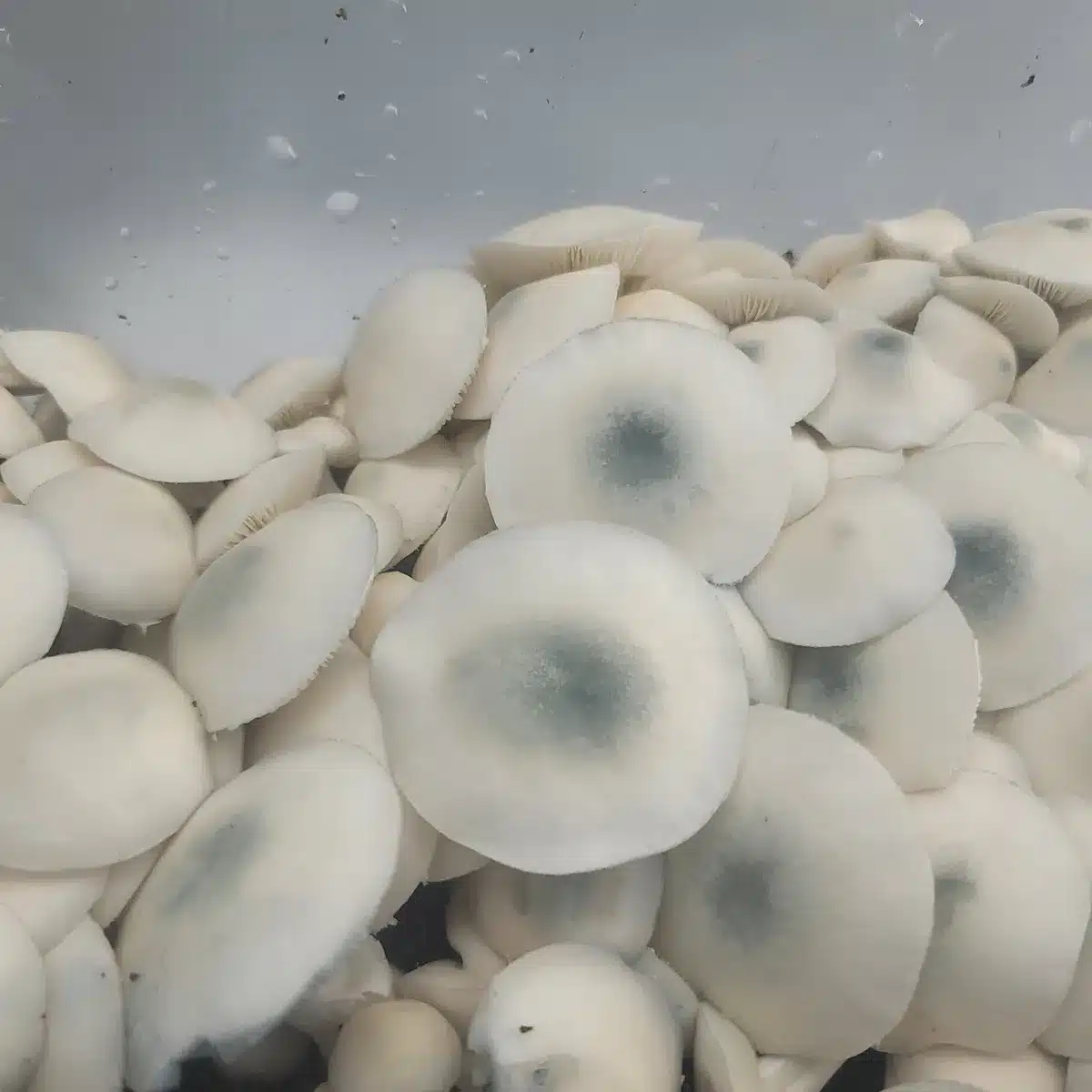 Albino PE6 strain mushrooms, dense fruit bodies with unique blue-centered caps.