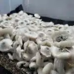 Albino Texas Pe6 Isolated Spore Syringe