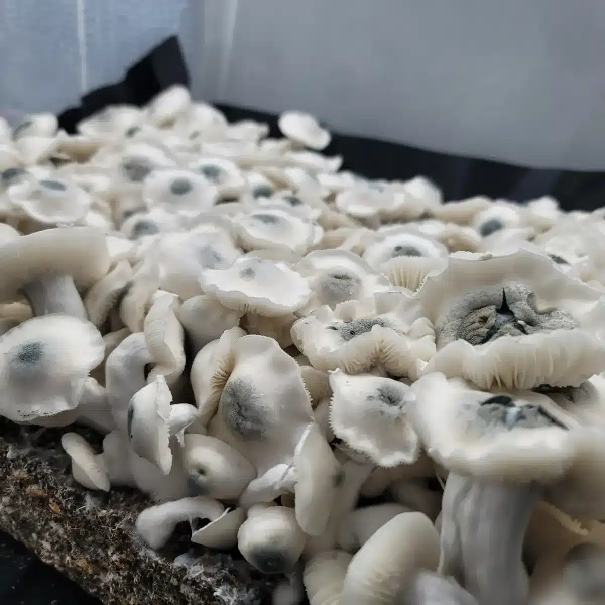Close-up of Albino PE6 mushroom, all-white morphology with bluish papilla at the cap center.