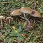 P. Allenii Wild Spore Print