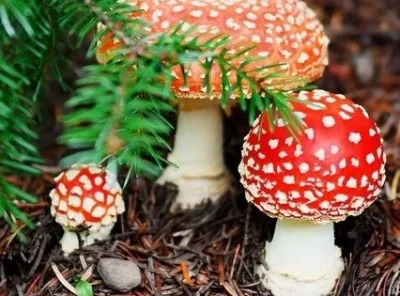 Amanita Muscaria: A Journey Through Yuletide Lore