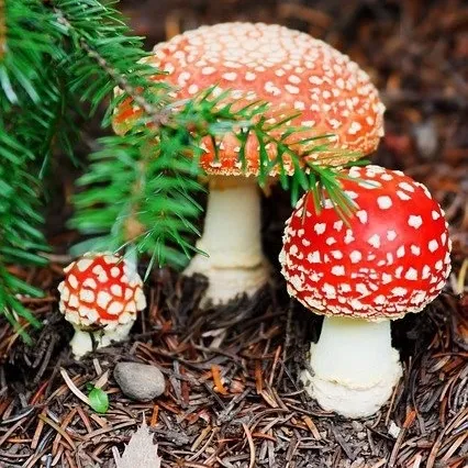 Red toadstool mushrooms called Amanita Muscaria. The influence for some yuletide traditions and Christmas decorations.