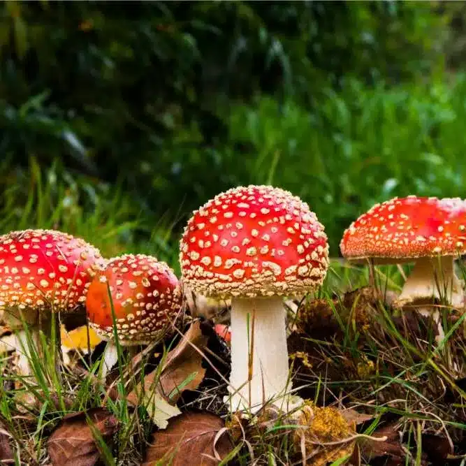 Amanita Mushrooms growing on the ground. Classic red capped toadstool.