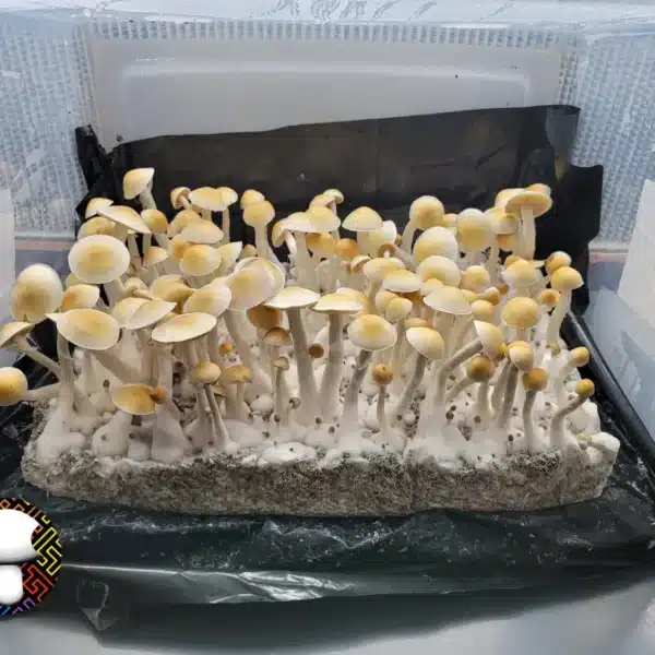 Vibrant Cabo Amarillo cubensis fruiting body with unusual yellow-white tones and limited sporulation.