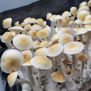 Cabo Amarillo mushroom from Puerto Rico, notable for its coloration and reduced spore release.