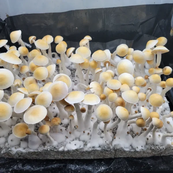 Yellow and white Cabo Amarillo Psilocybe cubensis fruiting body, distinctive and rare.