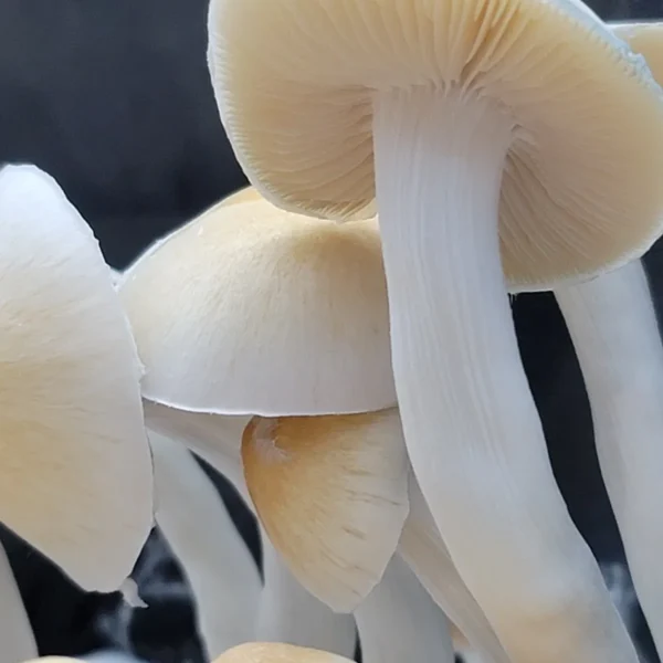 Unique Cabo Amarillo cubensis strain with minimal spore production in its first generation.
