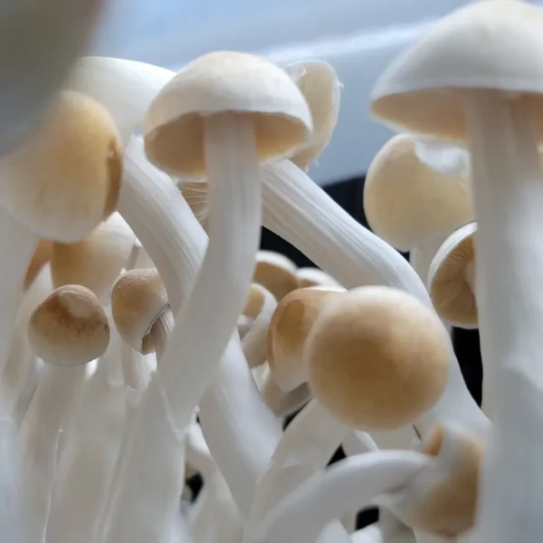 Close-up of Cabo Amarillo mushroom showing its pale yellow cap and creamy white stem.