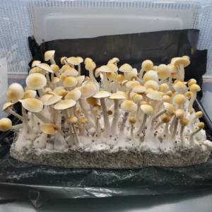 Cabo Amarillo Psilocybe cubensis with striking yellow and white caps, a rare variety from Puerto Rico.