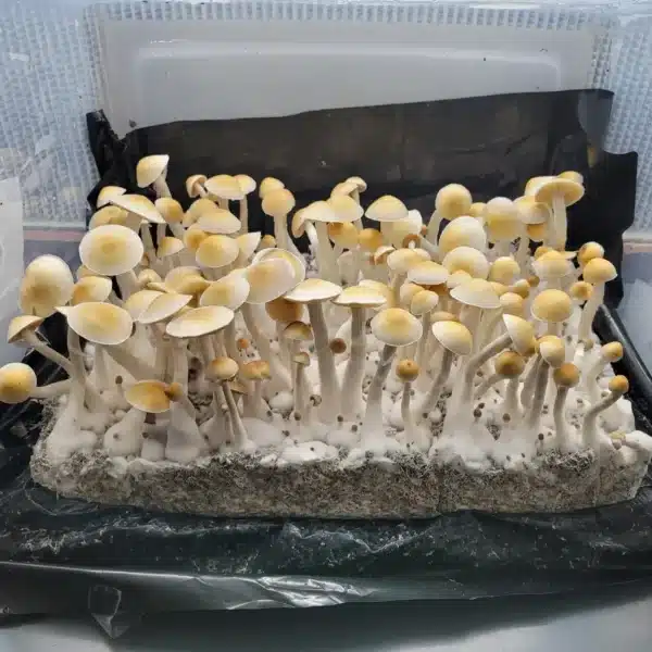 Cabo Amarillo Psilocybe cubensis with striking yellow and white caps, a rare variety from Puerto Rico.