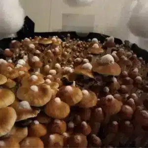 Amazon-3 Close-up of a single Amazon Cubensis mushroom showing a rounded brown cap and natural spore release on the surface below.