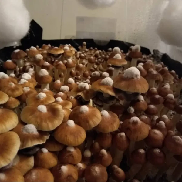 Close-up of a single Amazon Cubensis mushroom showing a rounded brown cap and natural spore release on the surface below.