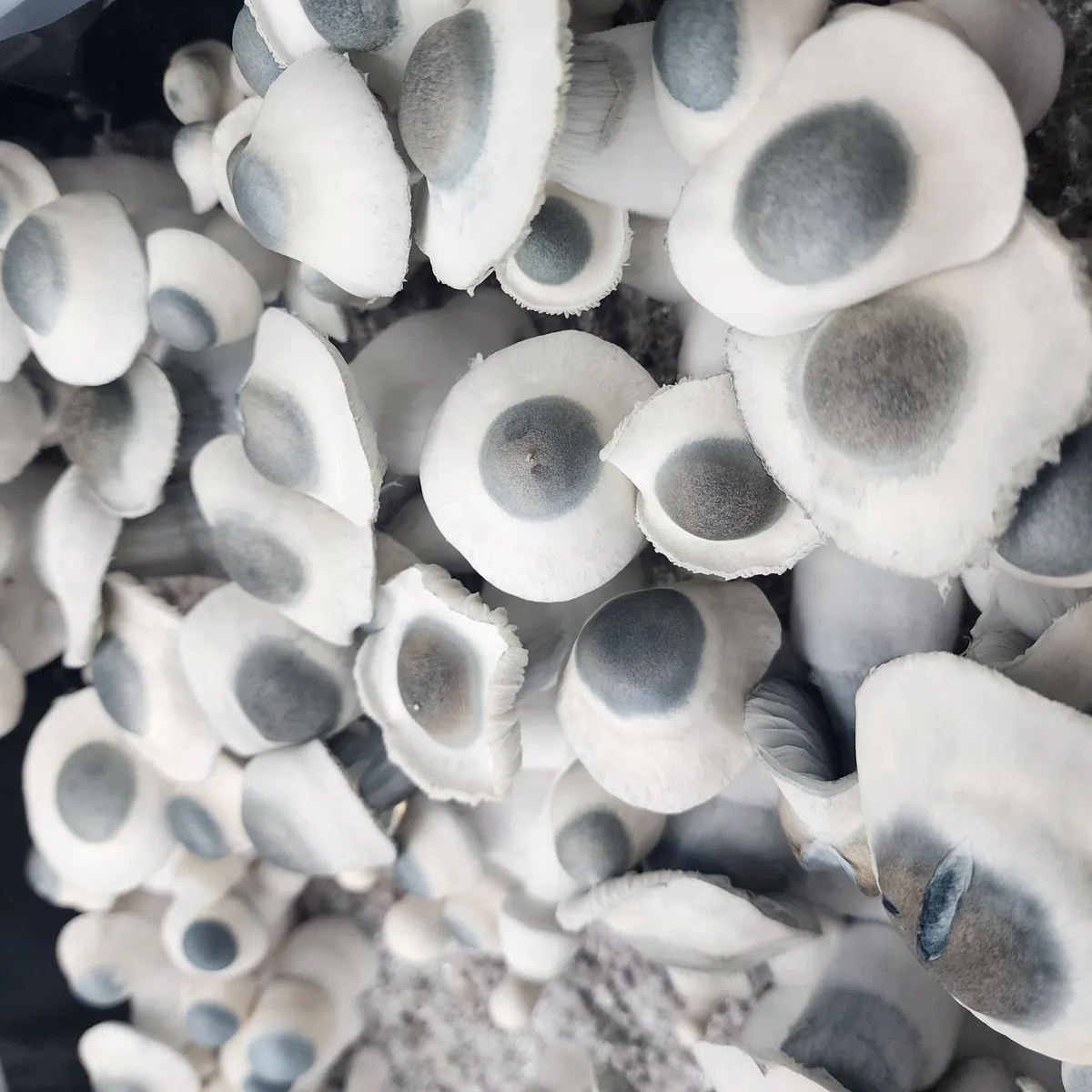Close-up of APE fruiting body showing pale cap with dark nipple center.