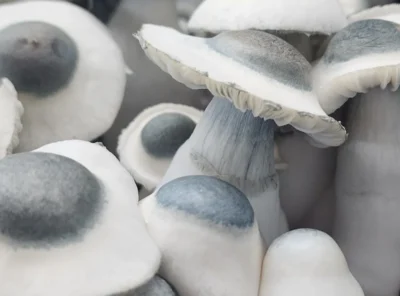 Understanding Legal Mushroom Spores in the U.S.: State Laws & Safe Shopping