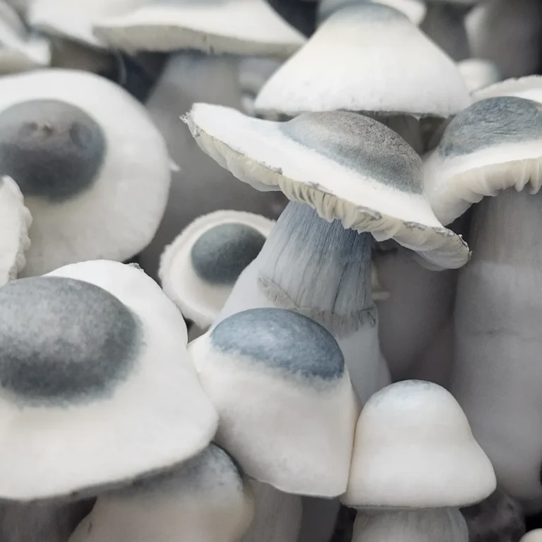 Cluster of Albino Penis Envy mushrooms, each displaying black nipple caps.