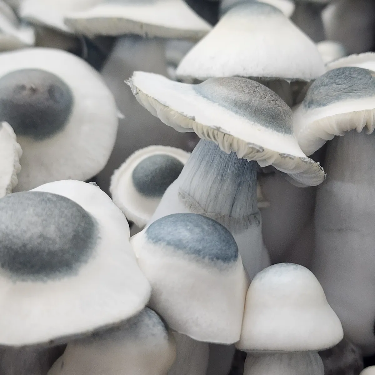 Cluster of Albino Penis Envy mushrooms, each displaying black nipple caps.