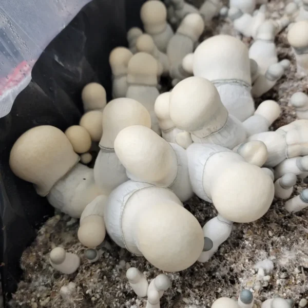 Albino Penis Envy - 100G Club - Image 4