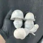 Albino Penis Envy - 100G Club