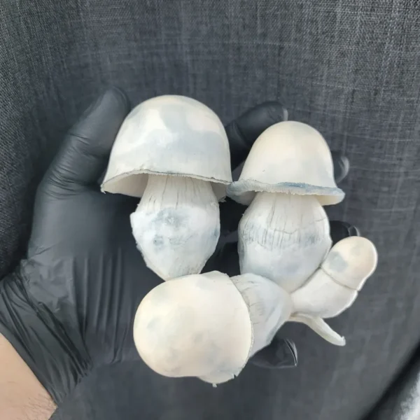 Mature Albino Penis Envy mushroom with full, rounded cap and thick, solid stem.