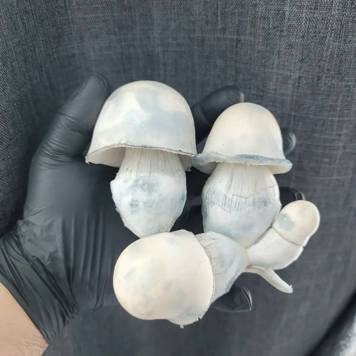 Mature Albino Penis Envy mushroom with full, rounded cap and thick, solid stem.