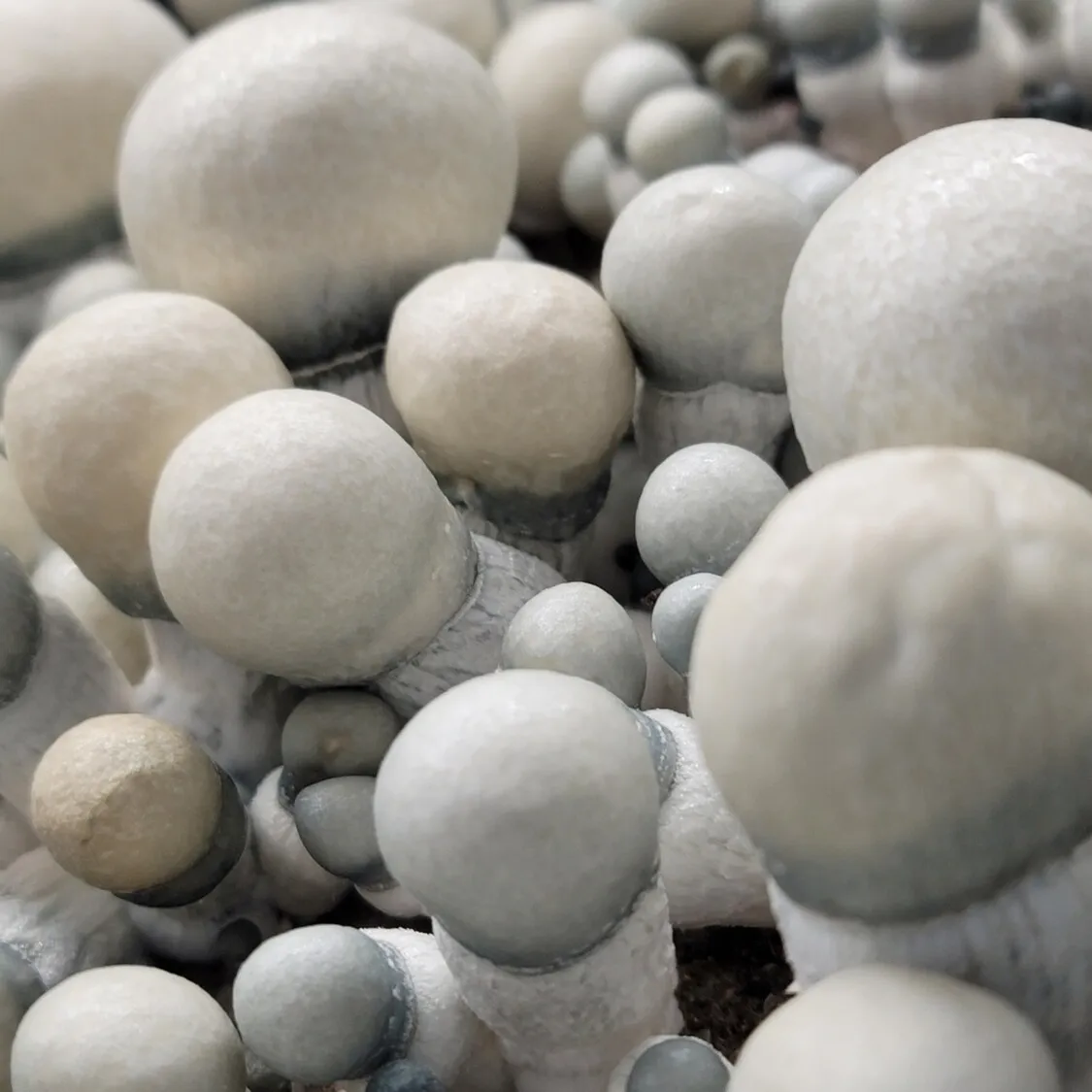 Albino Penis Envy specimen, strikingly white with heavy, compact fruit body.