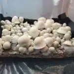 Albino Penis Envy - Spore Swab