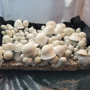 Group of Albino Penis Envy mushrooms, highlighting plump stems and dense, white caps.