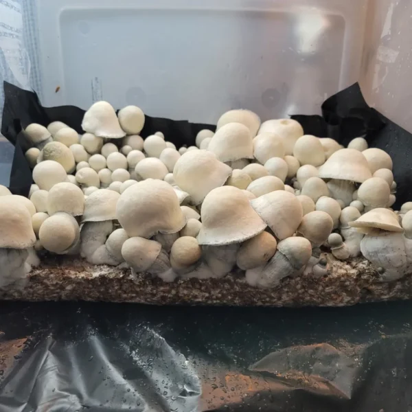 Albino penis Envy B21 fat stout msuhrooms with large dome caps and off white coloring