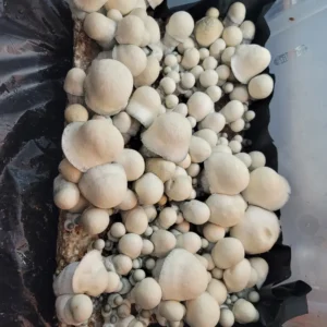 Albino Penis Envy mushroom with thick, robust white stem and bulbous cap.