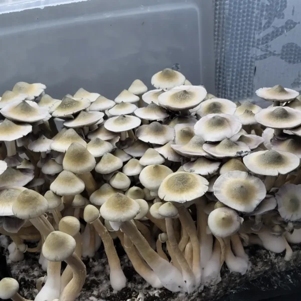 Ape r is a reverted ape strain with tan color and green nnipples