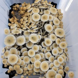 APE R Psilocybe cubensis with tan stems and distinctive green-tinted caps.