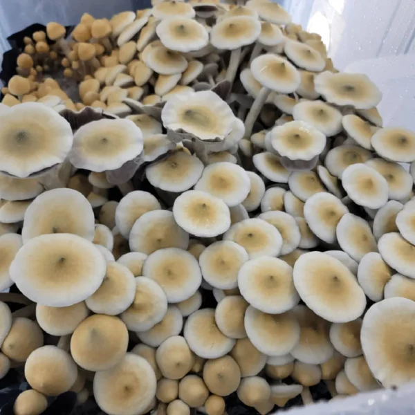 Close-up of APE R mushroom showing pale stem and unique green cap coloration.