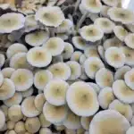 Ape Revert Isolated Spore Syringe
