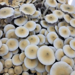 Cluster of APE R cubensis fruiting bodies, tan and white stems topped with green-hued caps.
