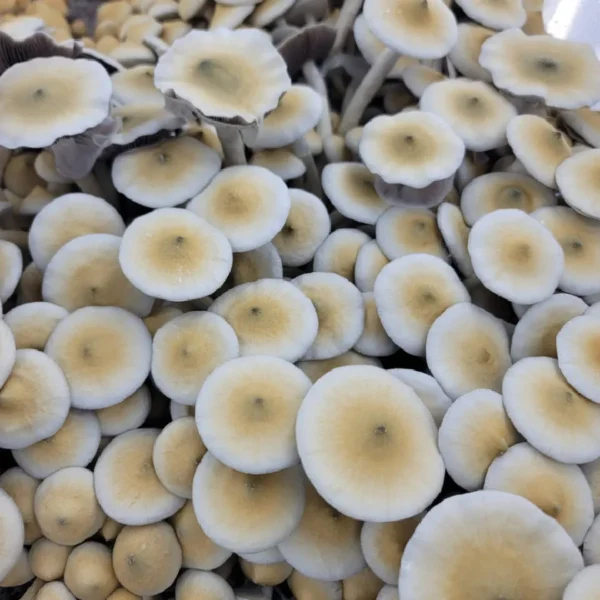 Cluster of APE R cubensis fruiting bodies, tan and white stems topped with green-hued caps.