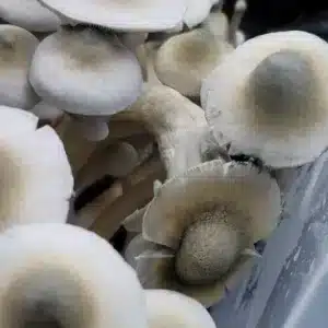 APE R strain mushrooms, notable for their unusual green caps and sturdy cubensis form.