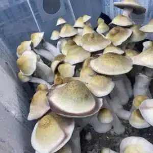 Apehilly Bumpkin V3, a unique Apehilly variant with elongated fruits and reliable spore production, prized for its distinctive morphology and genetics.