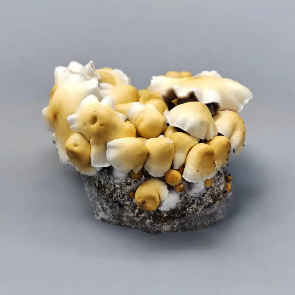 Grow bag of Apehilly Bumpkin with a flush of yellow capped mushrooms.