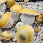 Apehilly Bumpkin (HBPXAPE) F5 Spore Swab