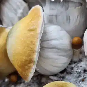 Apehilly Bumpkin F5 – This fifth-generation hybrid features bright yellow caps with a striking dark green nipple. Its stipes resemble classic Ape morphology but are solid and robust like Penis Envy. This unique isolated strain is the newest F5 sample of Bas’ original Apehilly Bumpkin hybrid.