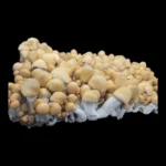 Apehilly Bumpkin (HBPXAPE) - Spore Swab