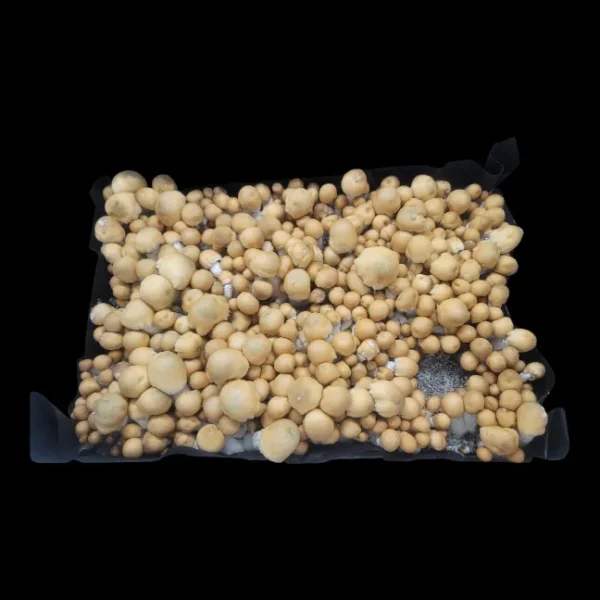 Microscopy-ready Apehilly Bumpkin spore swab with unique hybrid genetics.