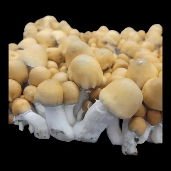 Psilocybe cubensis Apehilly Bumpkin spore swabs, ideal for collectors and researchers.