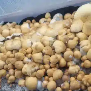 Hybrid Apehilly Bumpkin spore swabs.