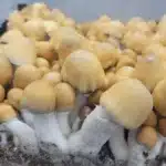 Apehilly Bumpkin (HBPXAPE) - Isolated Spore Syringe
