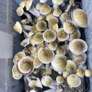 Apehilly Bumpkin V3, a distinct version of Apehilly, featuring taller fruiting bodies and enhanced sporulation, showcasing unique growth characteristics.