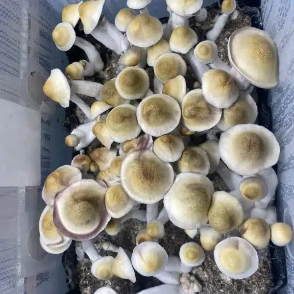 Apehilly Bumpkin V3, a distinct version of Apehilly, featuring taller fruiting bodies and enhanced sporulation, showcasing unique growth characteristics.