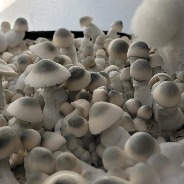APE (M) 1 flush in a tub. Albino Penis Envy with dark blue to black nipples and its unique stature.
