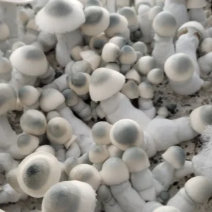 APE (M) flush showing off this Albino Penis Envy with dark blue to black nipples.