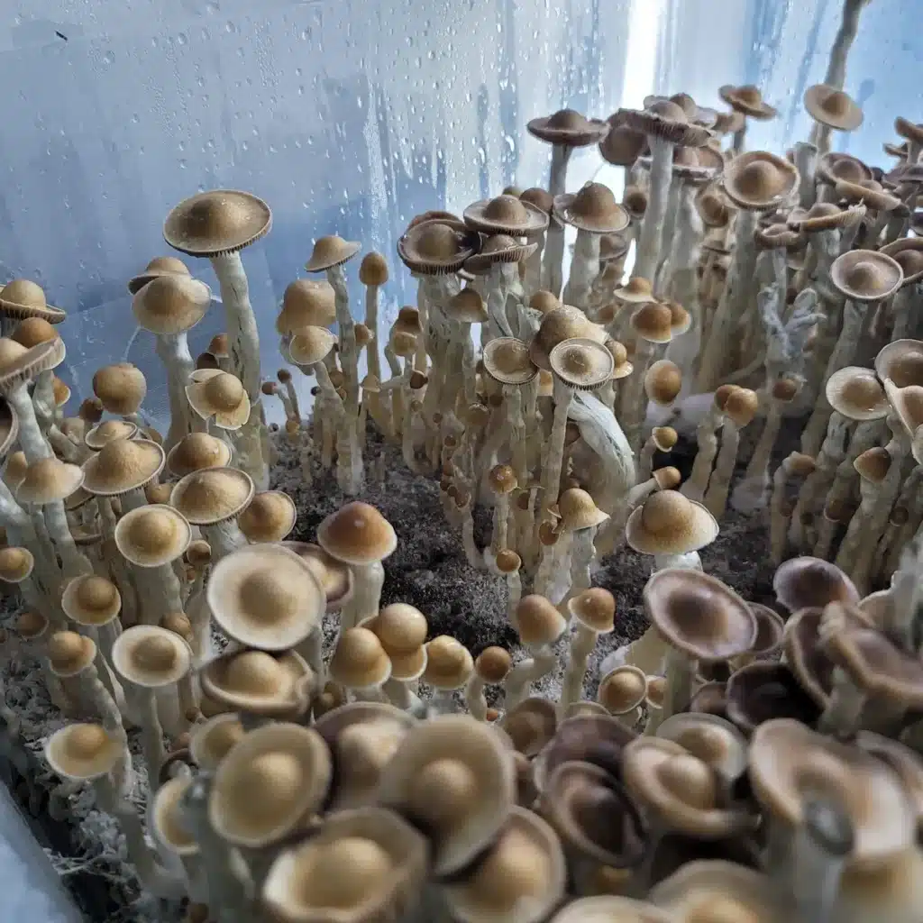 Close-up of Arenal Volcano cubensis mushroom showing unique raised umbo in the center of the cap.
